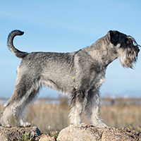 snauceris